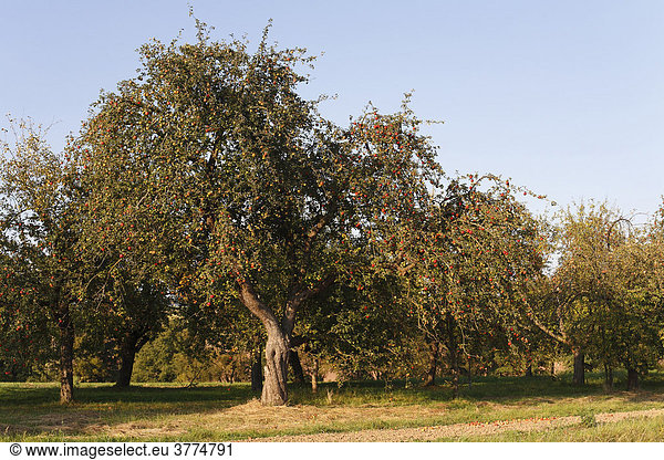 Apfelbäume in Braidbach (Gde. Bastheim)  Rhön-Grabfeld  Unterfranken  Bayern