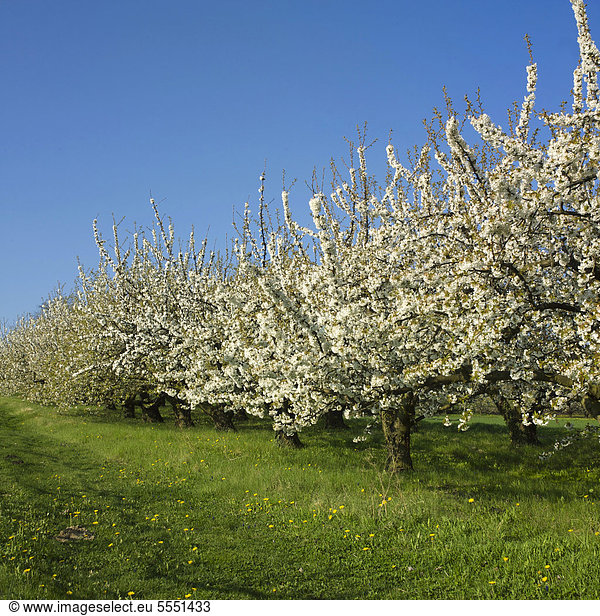 Apfelbäume (Malus domestica) in einer Obstplantage  Limagne  Auvergne  Frankreich  Europa