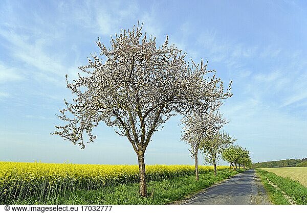 Apfelbäume (Malus) in der Blütezeit an einem blühenden Rapsfeld (Brassica napus)  Nordrhein-Westfalen  Deutschland  Europa