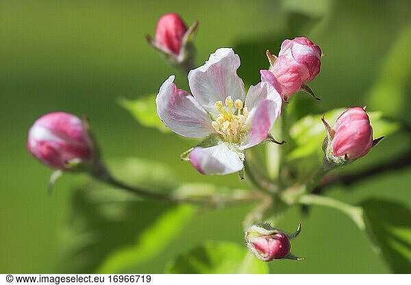 Apfelbaum Blüte im Frühling  Schweiz  Europa