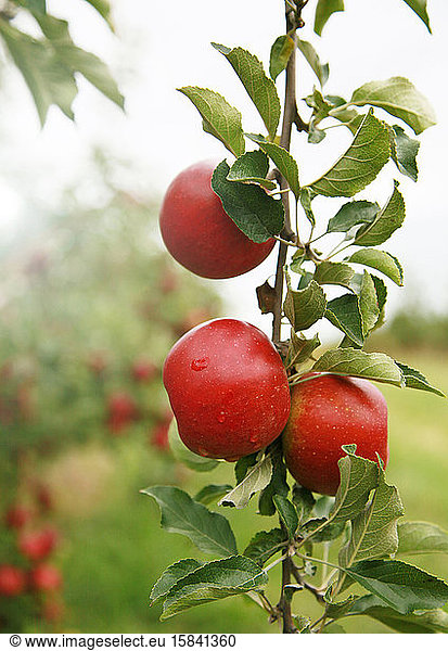 Apfelbaum-Detail im Obstgarten