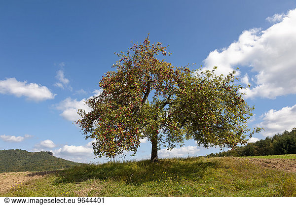 Apfelbaum im Herbst mit reifen Äpfel Wasgau Pfalz Rheinland-Pfalz Deutschland Europa