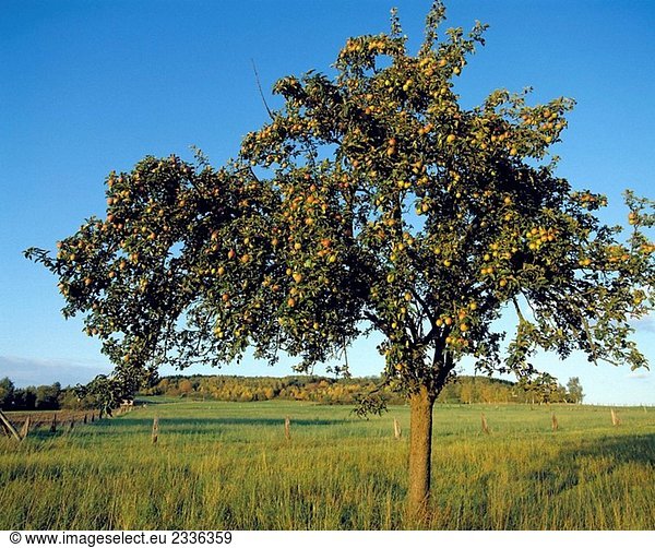 Apfelbaum mit Reife Äpfel  Auenlandschaft  münsterländischen  Nordrhein-Westfalen