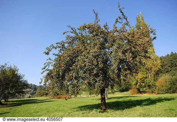 Apfelbaum mit roten Äpfeln  Freiröttenbach  Oberfranken  Bayern  Deutschland  Europa