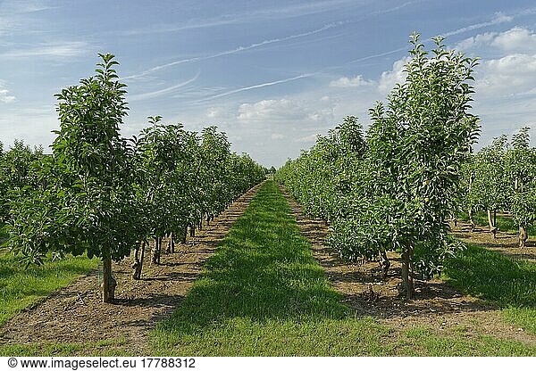 Apfelbaum-Plantage  St. Hubert  Kempen  Kreis Viersen  Nordrhein-Westfalen  Deutschland  Europa