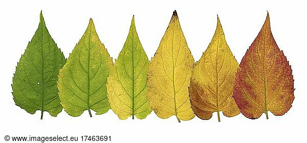 Apfelbeere (Aronia)  Blätter mit Herbstfärbung  Bildtafel  Nordamerika  Deutschland  Europa