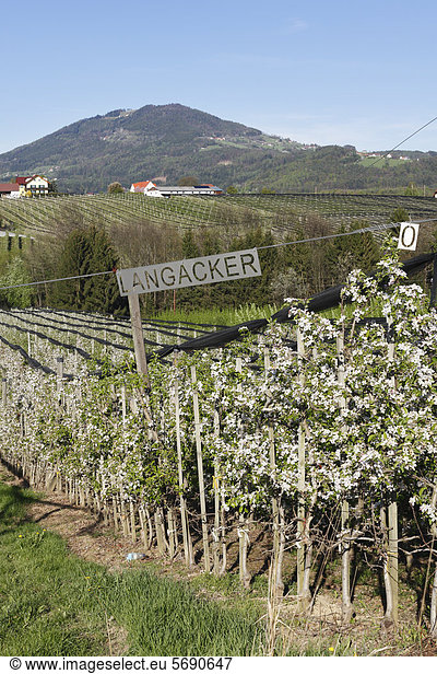 Apfelblüte in Apfelplantage  Puch bei Weiz  hinten der Berg Kulm  Oststeiermark  Steiermark  Österreich  Europa  ÖffentlicherGrund