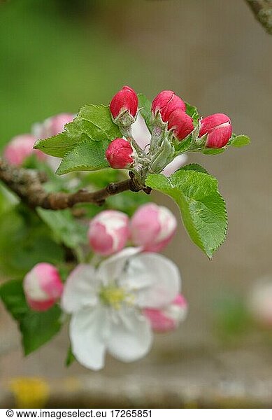 Apfelblüten (Malus)  Wilden  Nordrhein.Westfalen  Deutschland  Europa