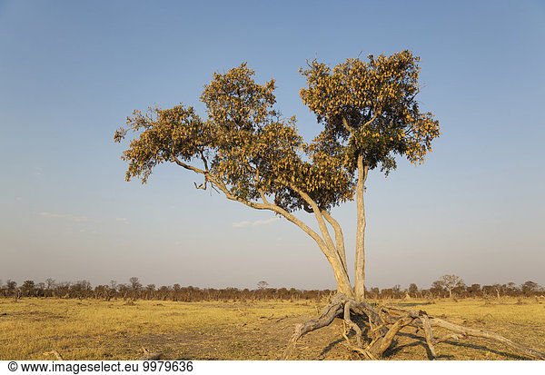 Apfelblattbaum oder Regenbaum (Lonchocarpus capassa)  Savuti  Chobe-Nationalpark  Botswana  Afrika
