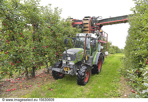 Apfelernte auf einer Plantage  Erntemaschine zur Automatisierung