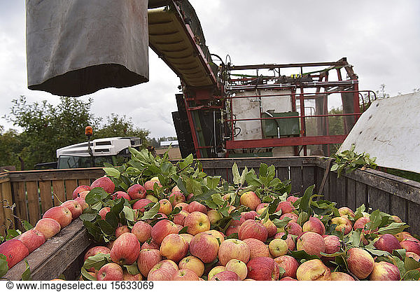 Apfelernte auf einer Plantage  Erntemaschine zur Automatisierung