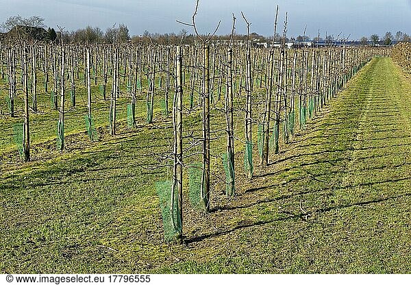 Apfelplantage  Kempen  Nordrhein-Westfalen  Nordrhein-Westfalen  Deutschland  Europa