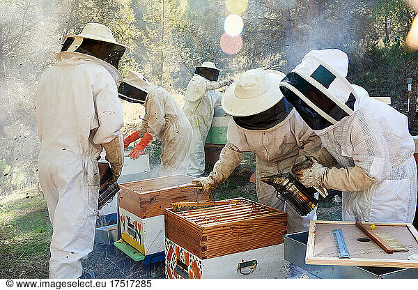 Apiarist working in beehive with your bees to achieve sweet honey