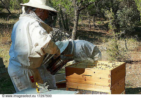 Apiarist working with your bees to achieve sweet honey