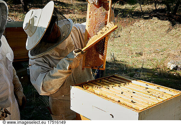 Apiarist working with your bees to achieve sweet honey