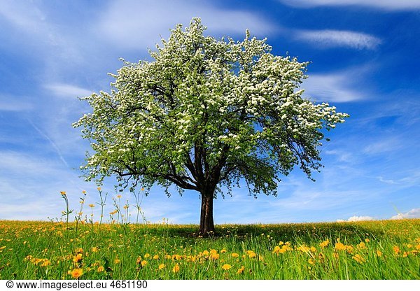 aplle tree in blossom,  spring,  Switzerland