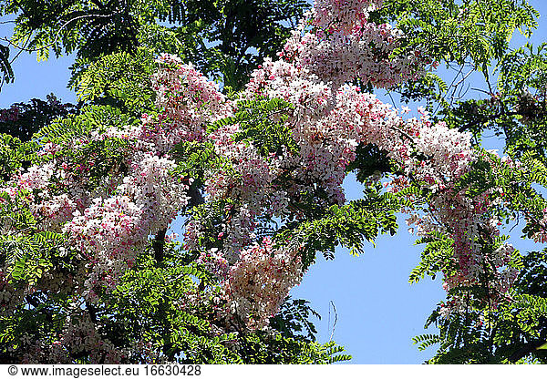 Apple Blossom (Cassia javanica) in bloom in a private garden  Reunion