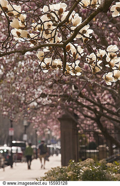 Apple blossom tree  Commonwealth Avenue  Boston  Suffolk County  Massachusetts  USA