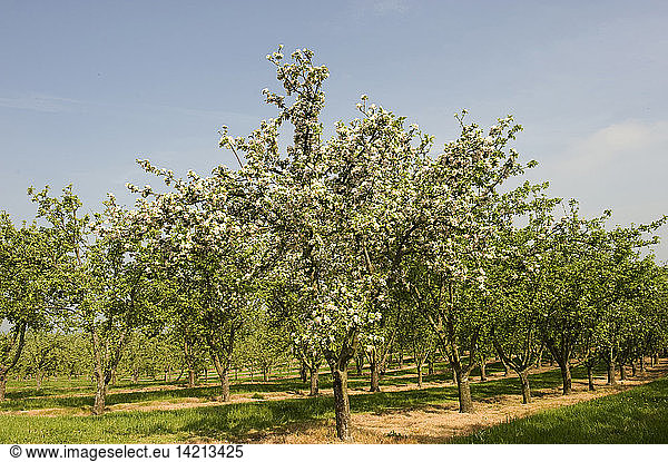 Apple flowers  Orchard Pig  near Glstonbury  Somerset  England  United Kingdom  Europe