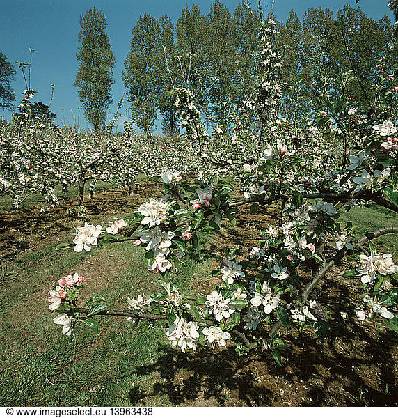 Apple orchard in bloom  Devon
