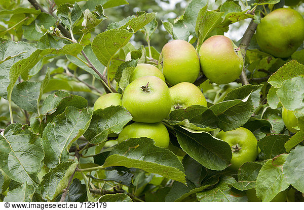 apple  tree  apples  fruit  ripening  August  cooking apple  Wirral  Cheshire  England  UK  United Kingdom  Great Britain