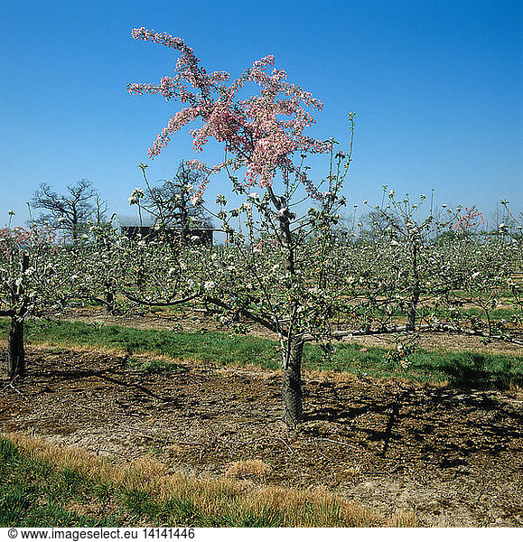 Apple tree with grafted pink pollenizer