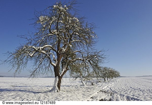 Apple trees covered with snow,  department of Eure-et-Loir,  Centre-Val-de-Loire region,  France,  Europe.