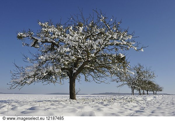 Apple trees covered with snow  department of Eure-et-Loir  Centre-Val-de-Loire region  France  Europe.