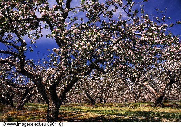 Apple Trees In An Orchard  County Armagh  Republic Of Ireland