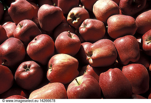Apples  COAV consortium  Tovo di Sant´Agata  Lombardy  Italy