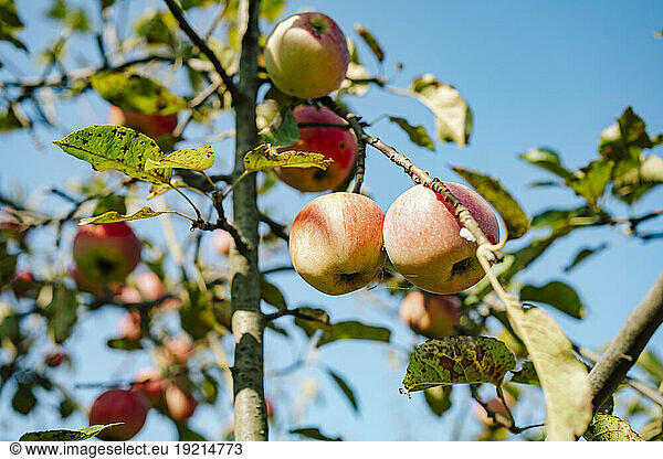Apples on tree in front of blue sky