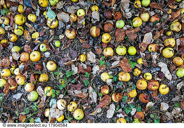 Apples rotting on ground in summer