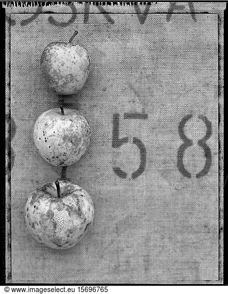 apples  textures  decay  fruit  food