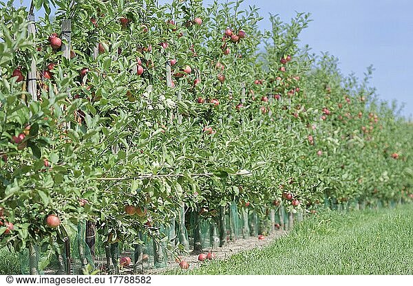 Appletree plantage (Malus)  Kempen  NRW  Germany  Europe