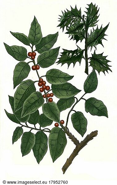 Aquifolium  Stechpalme  Historisch  digital restaurierte Reproduktion einer Vorlage aus dem 19. Jahrhundert
