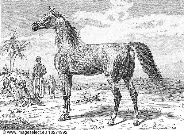 Araber Pferd  ein Überbegriff für Pferde  die dem Erscheinungsbild und der Herkunft nach arabischen Ursprungs sind  Vollblut  Pferderasse  Historisch  digital restaurierte Reproduktion von einer Vorlage aus dem 18. Jahrhundert