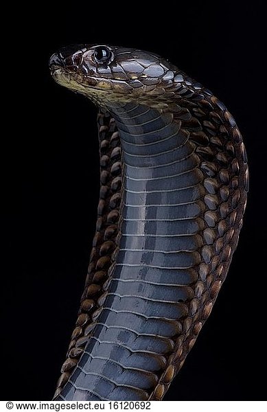 Arabian Cobra (Naja Arabica) Arabian Cobra (Naja Arabica),Naja Arabica ...