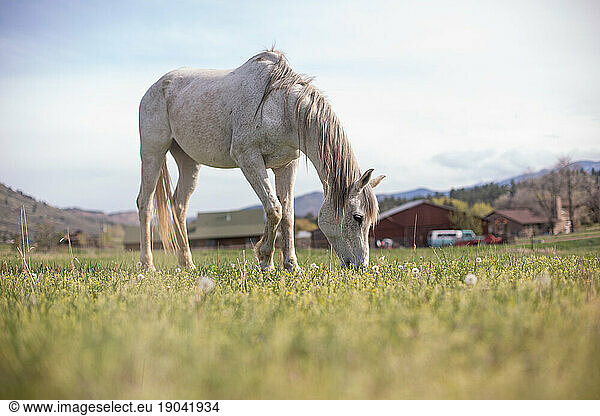 Arabian horse eating in spring field