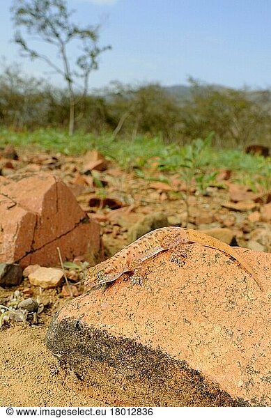 Arabian Leaf-toed Gecko (Hemidactylus homoeolepis) adult  auf Felsen ruhend im Lebensraum  Sokotra  Jemen  Januar  Asien