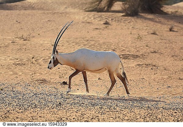 Arabische Oryx (oryx leucoryx) in der Wüste  Dubai  Vereinigte Arabische Emirate  Asien