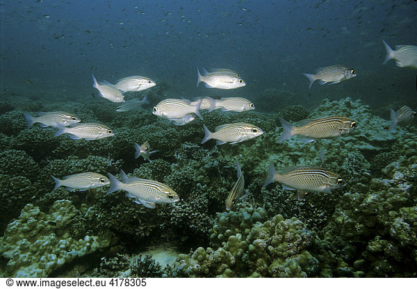 Arabische Scheinschnapper (Scolopsis ghanam)  schwimmen über Korallenriff  Sultanat Oman  Arabische Halbinsel  Naher Osten  Indischer Ozean Fischschwarm
