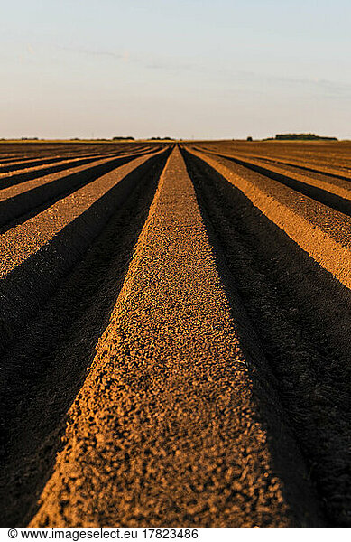 Arable agricultural land at sunset