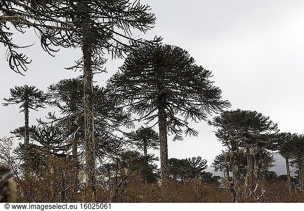 Araukarienbaum im Winter. Region Araukarien. Chile.
