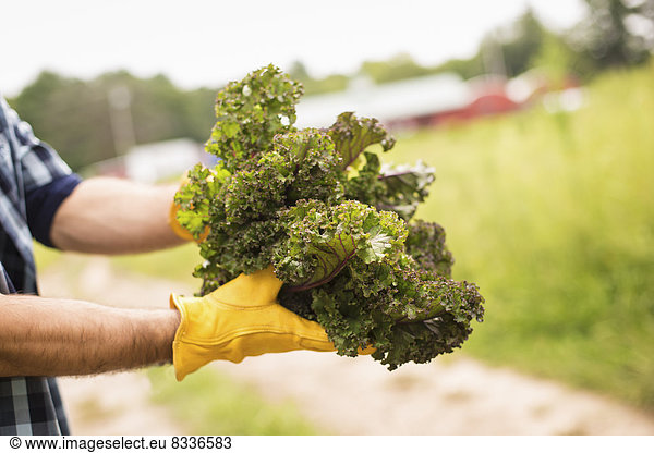 Arbeit auf einem biologischen Bauernhof. Ein Mann hält eine Handvoll frisches grünes Gemüse  frisch gepflückte Produkte.