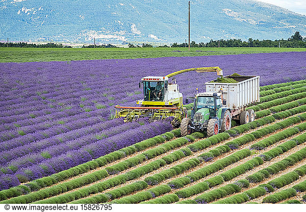 Arbeiter beginnen Anfang Juli mit der Ernte der ersten Reihen Lavendel auf einem Feld auf dem Plateau de Valensole in der Nähe von Puimoisson