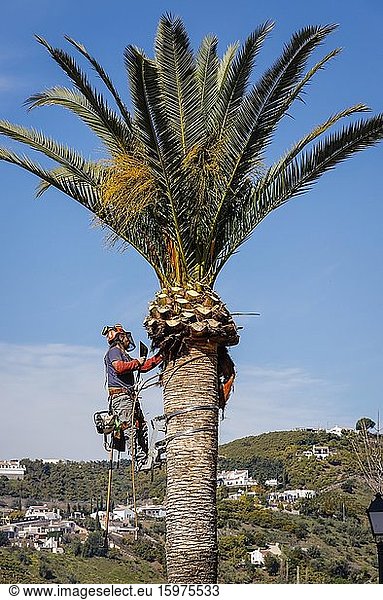 Arbeiter beschneidet eine Palme im weißen Bergdorf Frigiliana  Frigiliana  Provinz Malaga  Andalusien  Spanien  Europa