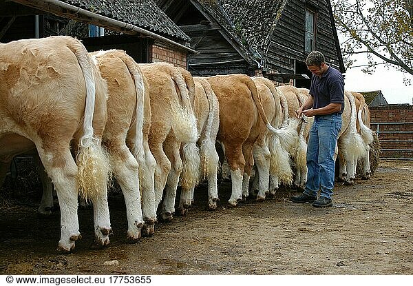 Arbeiter  der Simmentaler Vieh für den Verkauf vorbereitet  Schwanzpflege  Essex  England  Großbritannien  Europa