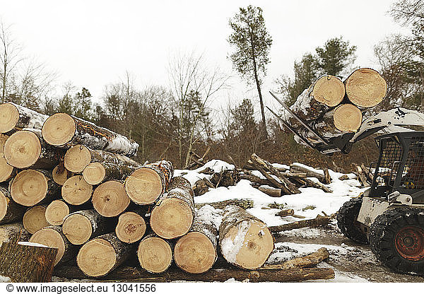 Arbeiter in einem Gabelstapler  der Holz im Wald transportiert