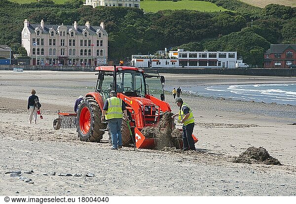 Arbeiter mit Traktor am Strand  reinigen den Sandstrand von Algen und Müll  Port Erin  Isle of Man  August  Europa