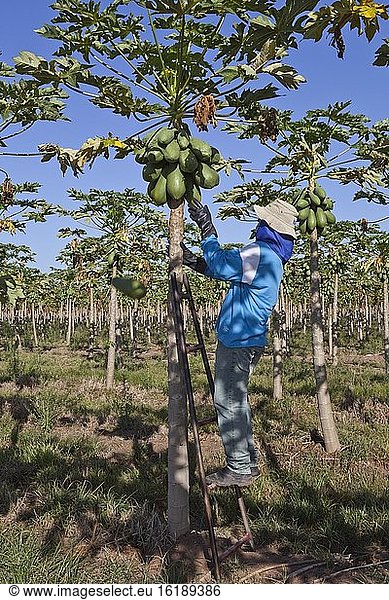 Arbeiter pflückt Papayas auf einer Plantage  Sao Paulo  Brasilien  Südamerika